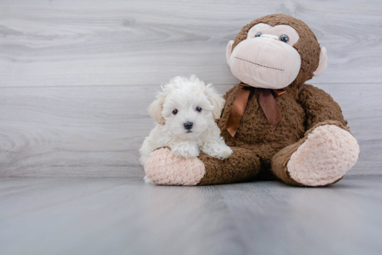 Sweet Maltipoo Baby