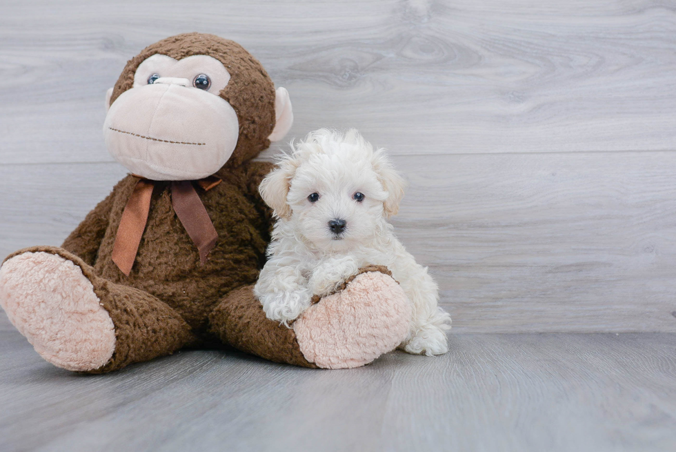 Fluffy Maltipoo Poodle Mix Pup