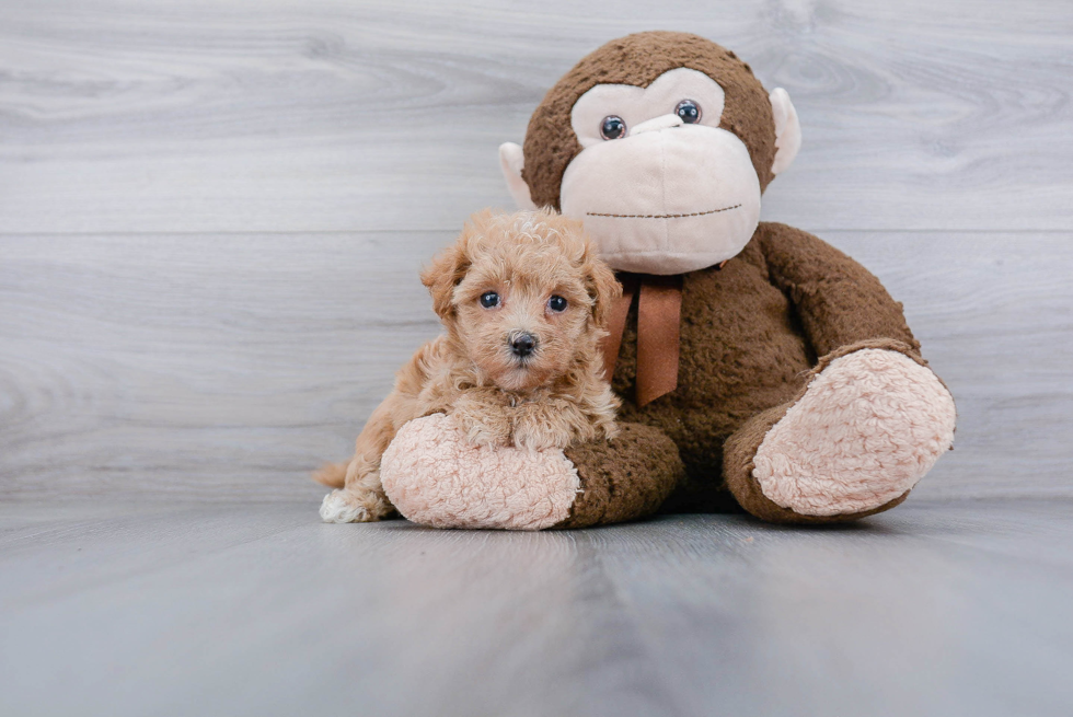 Maltipoo Puppy for Adoption