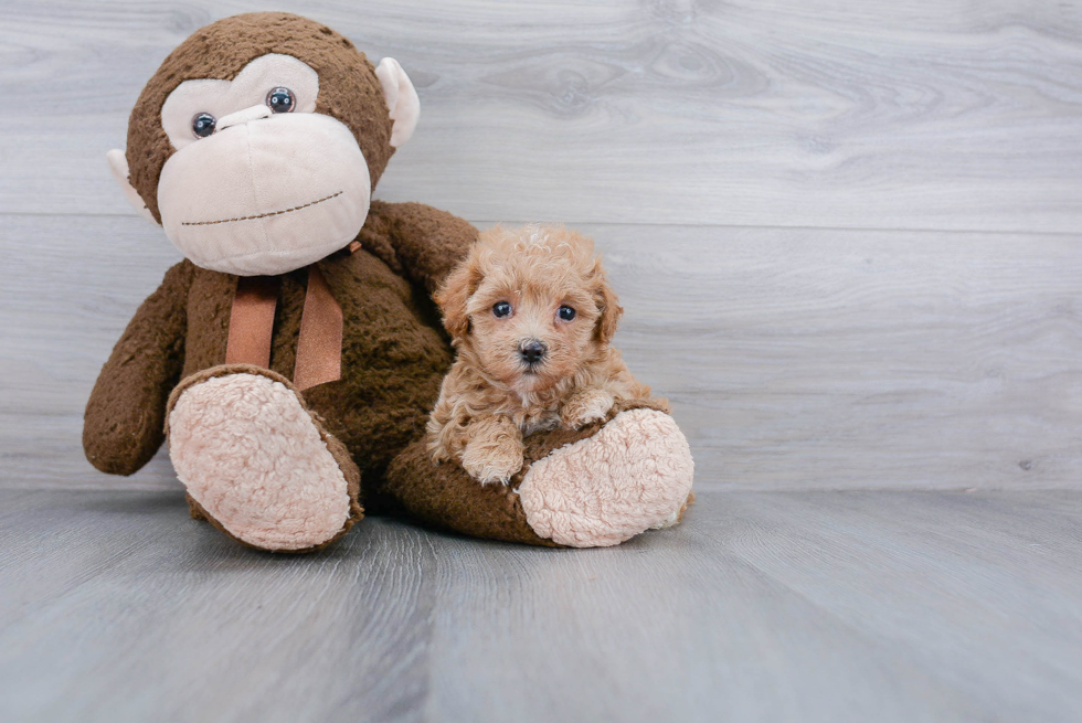 Maltipoo Puppy for Adoption