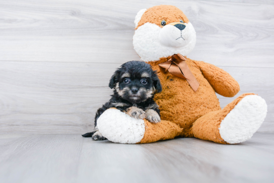 Maltipoo Puppy for Adoption