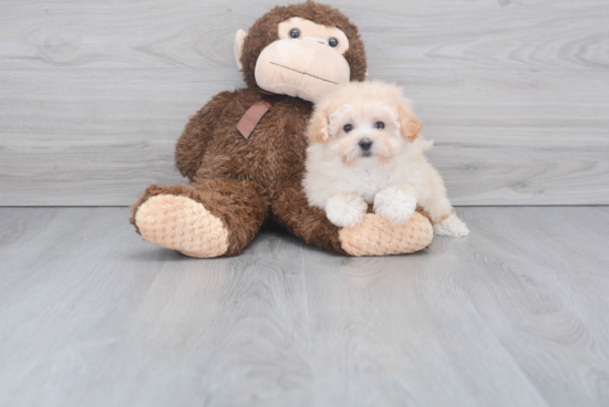 Maltipoo Puppy for Adoption