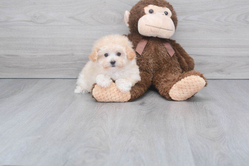 Petite Maltipoo Poodle Mix Pup