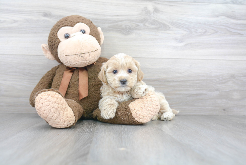 Hypoallergenic Maltepoo Poodle Mix Puppy