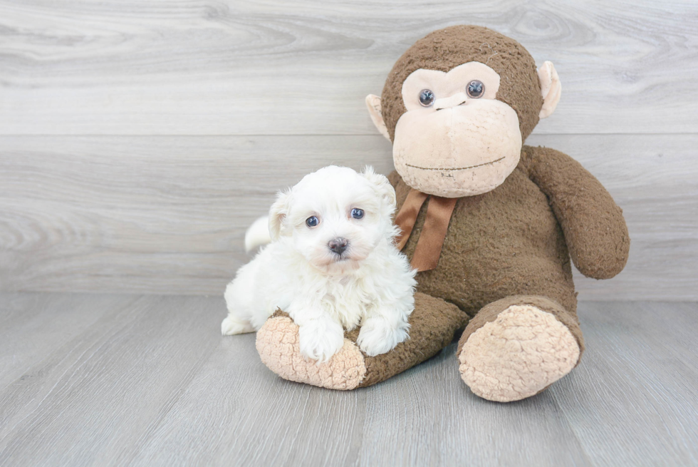 Best Maltipoo Baby