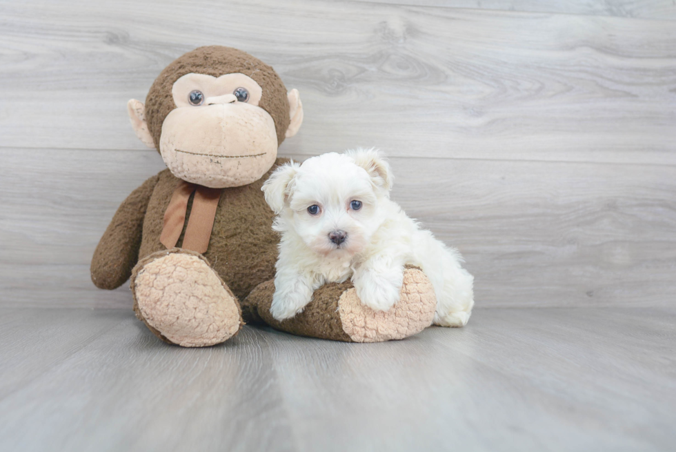 Adorable Maltepoo Poodle Mix Puppy