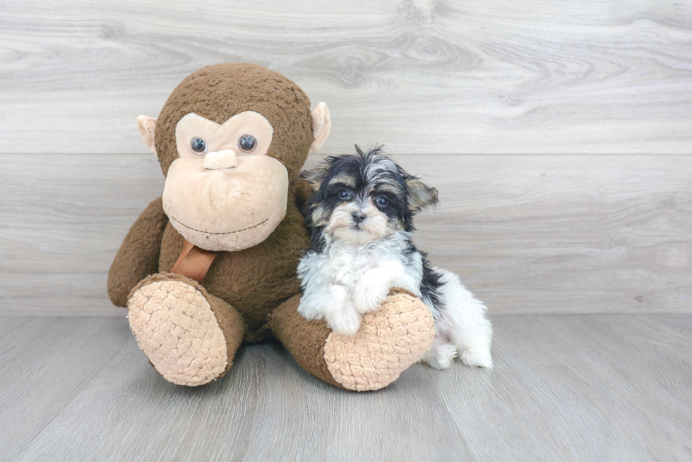 Hypoallergenic Maltepoo Poodle Mix Puppy