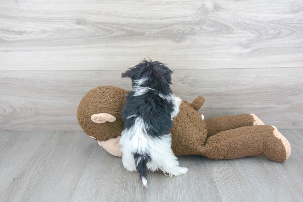 Maltipoo Puppy for Adoption