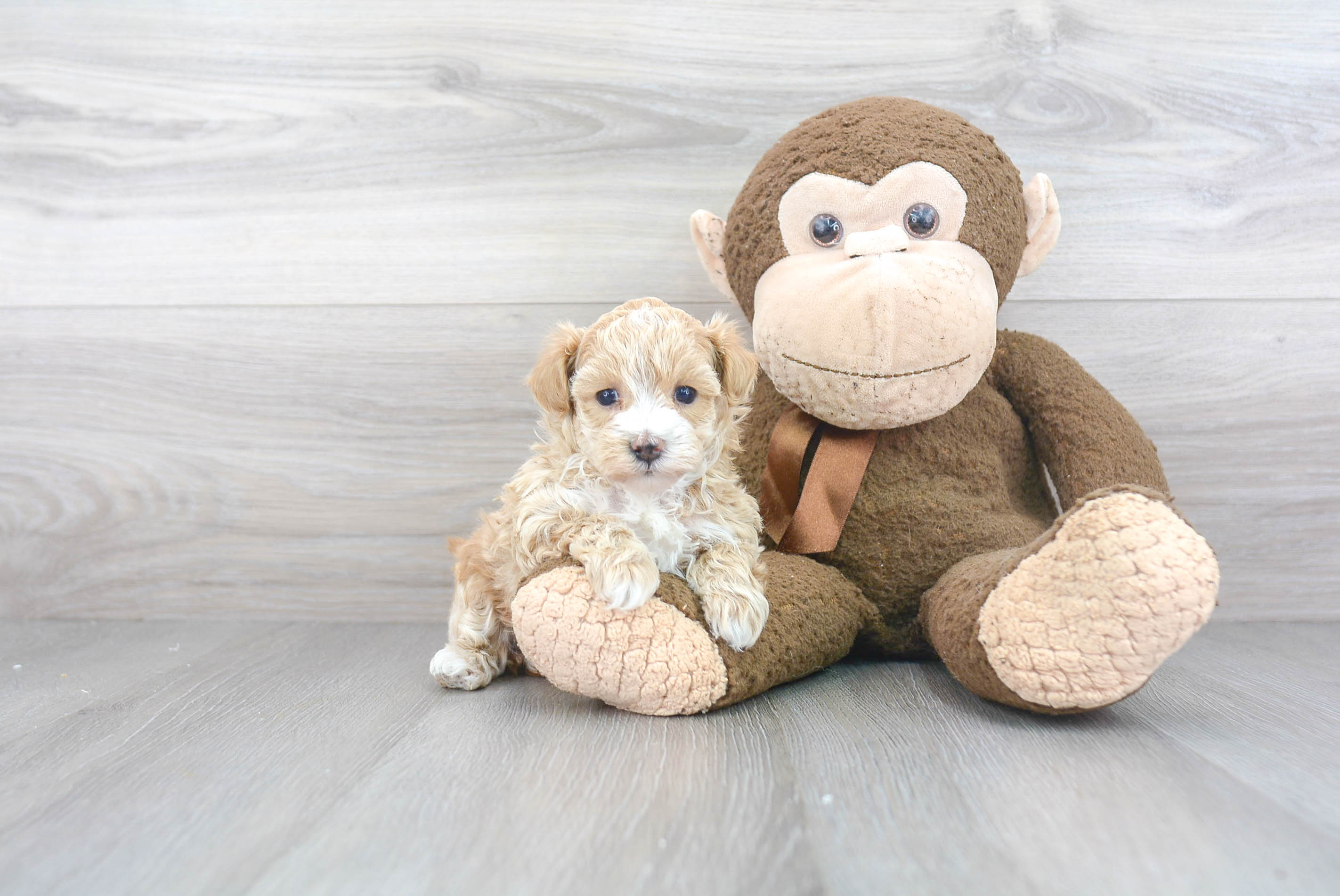 Happy Maltipoo Baby