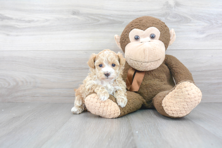 Happy Maltipoo Baby