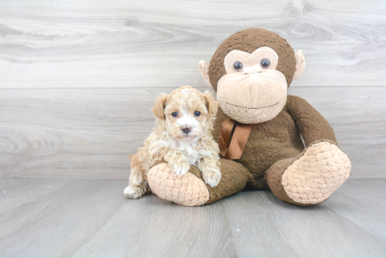 Happy Maltipoo Baby