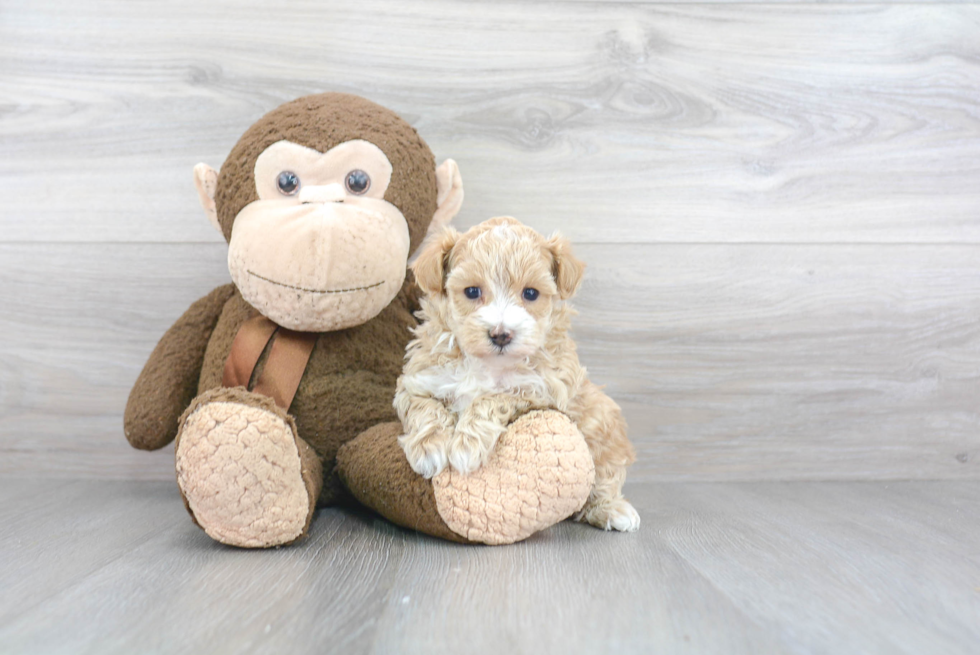 Maltipoo Puppy for Adoption