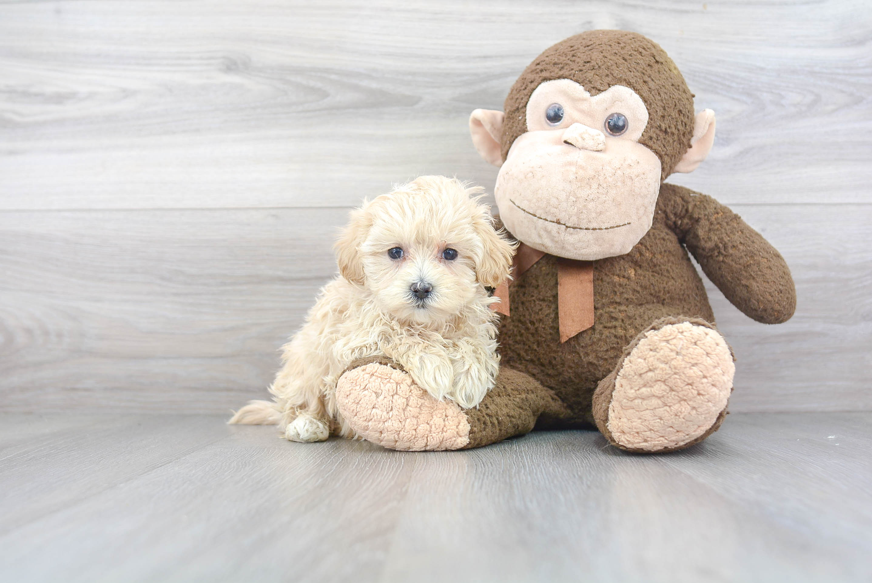 Adorable Maltese Poodle Poodle Mix Puppy