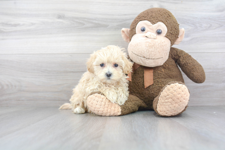 Adorable Maltese Poodle Poodle Mix Puppy