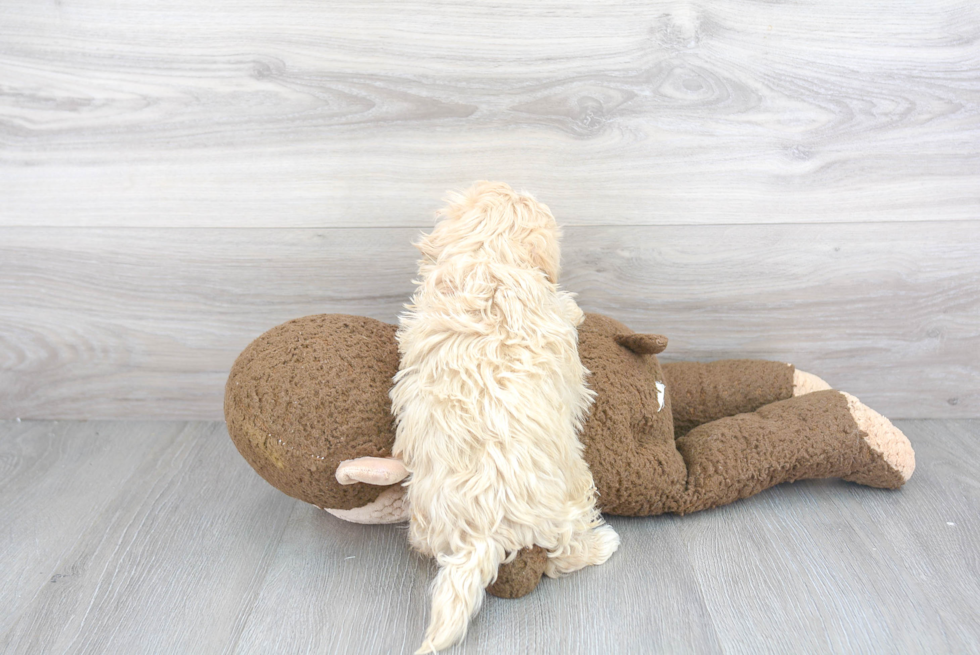 Maltipoo Pup Being Cute