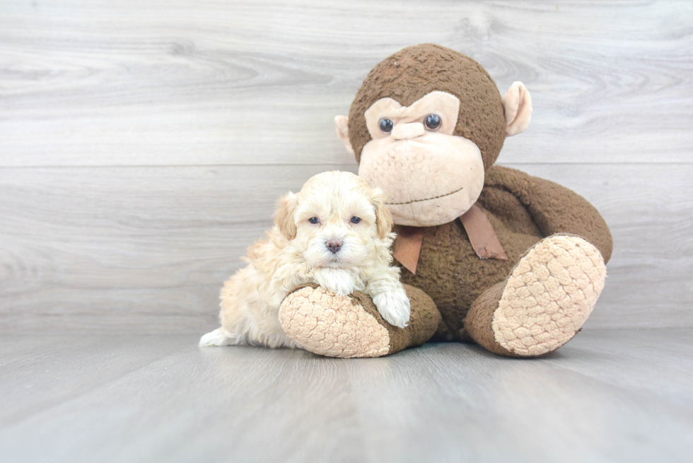 Maltipoo Puppy for Adoption