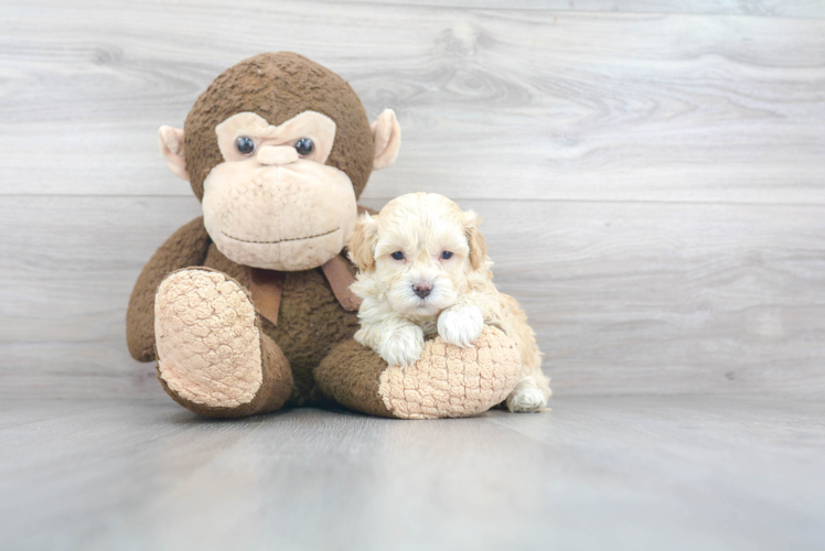 Best Maltipoo Baby