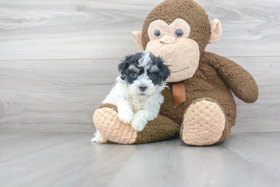 Sweet Maltipoo Baby