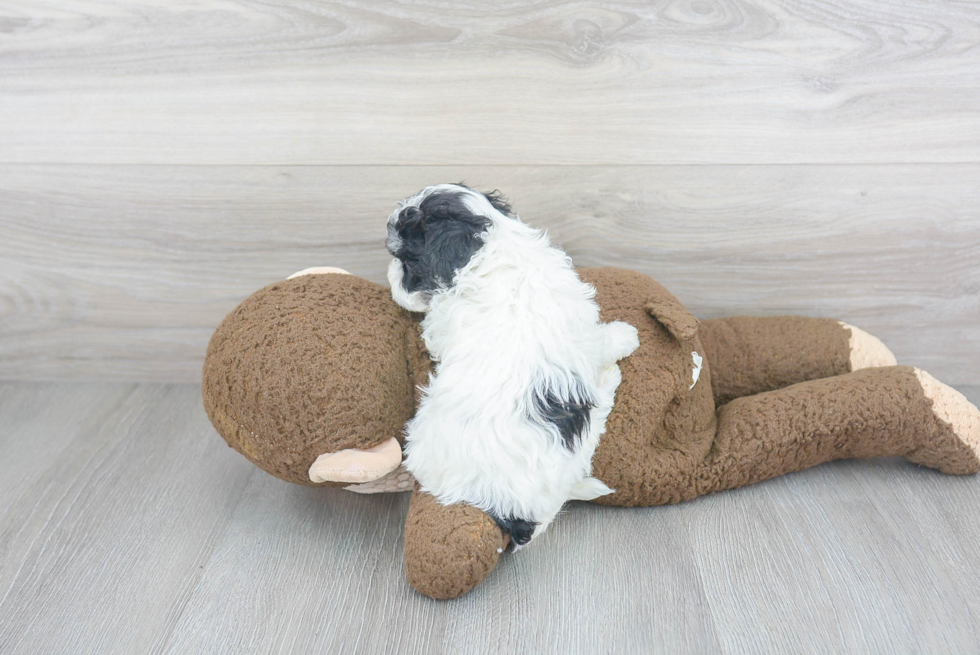 Maltipoo Puppy for Adoption