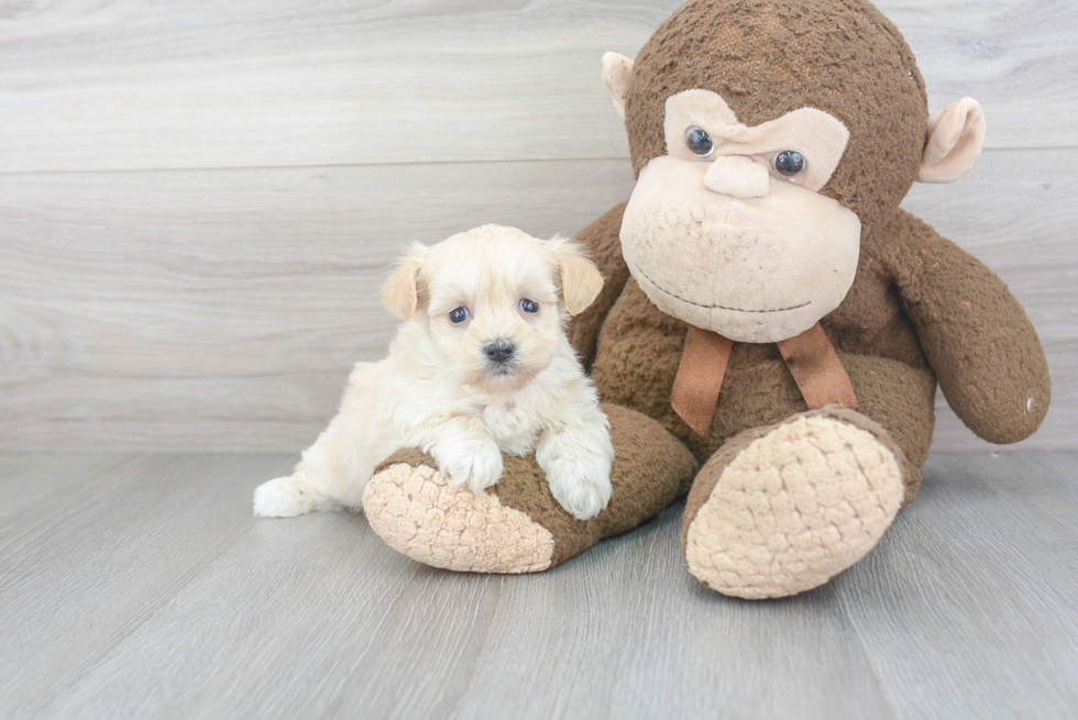 Hypoallergenic Maltepoo Poodle Mix Puppy