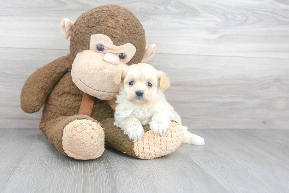 Best Maltipoo Baby