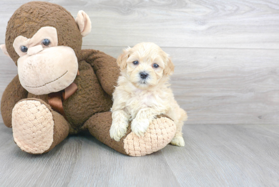 Maltipoo Pup Being Cute