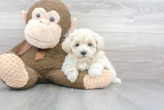 Funny Maltipoo Poodle Mix Pup