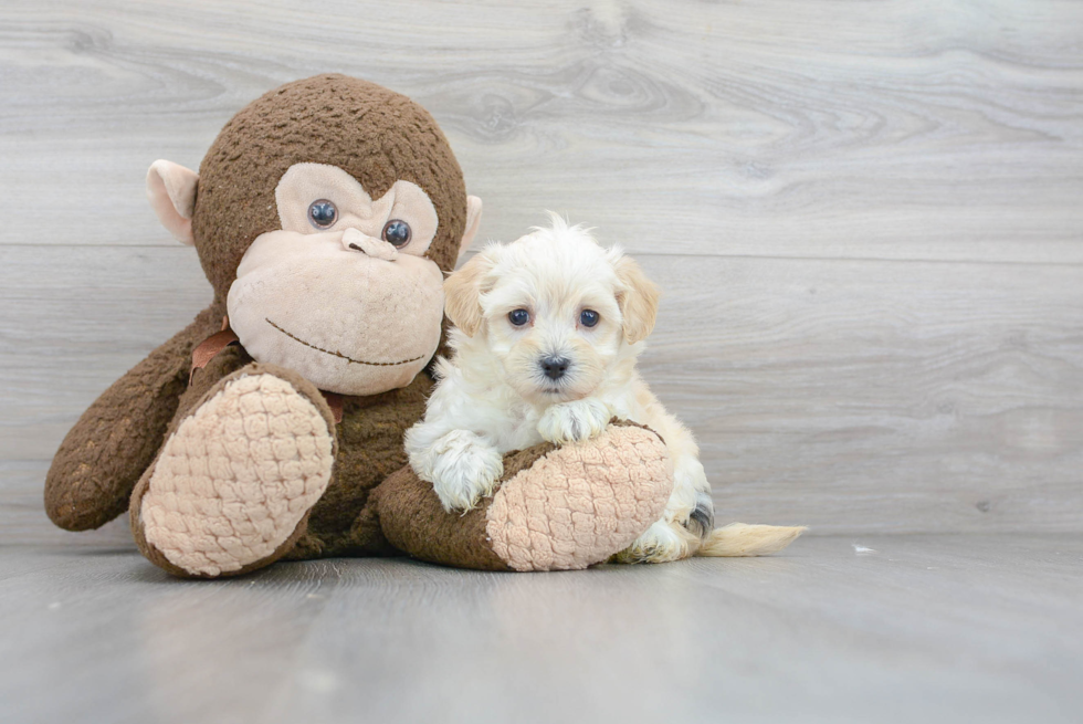 Smart Maltipoo Poodle Mix Pup