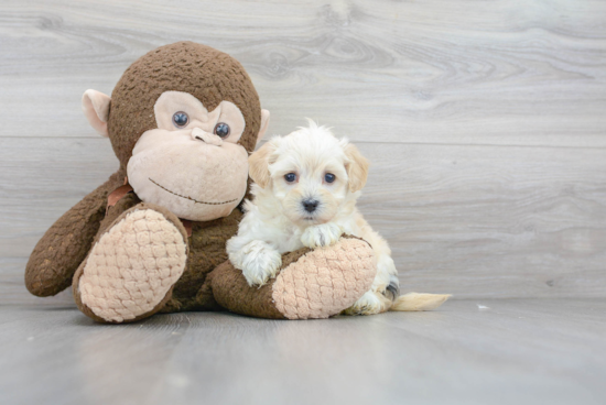 Smart Maltipoo Poodle Mix Pup