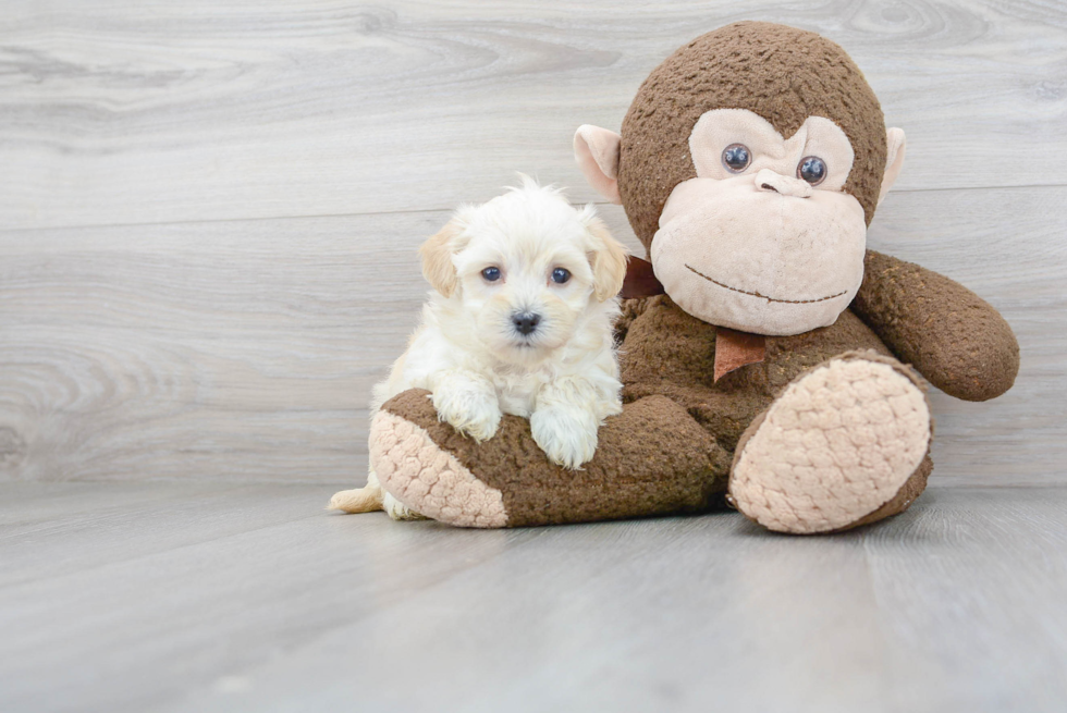 Hypoallergenic Maltese Poodle Poodle Mix Puppy