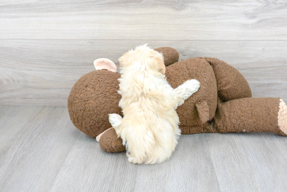 Maltipoo Pup Being Cute