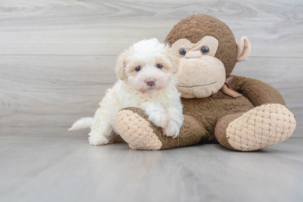 Petite Maltipoo Poodle Mix Pup