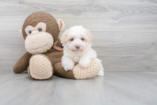 Maltipoo Pup Being Cute