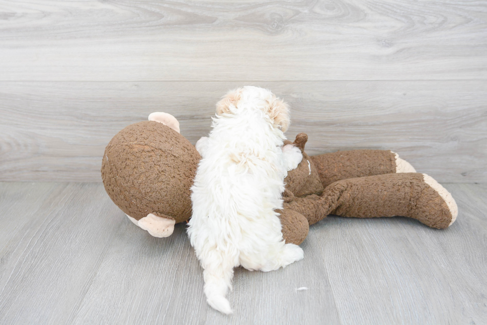 Petite Maltipoo Poodle Mix Pup