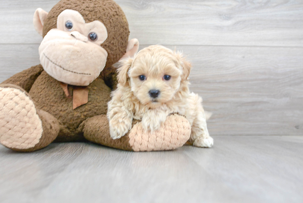 Energetic Maltepoo Poodle Mix Puppy