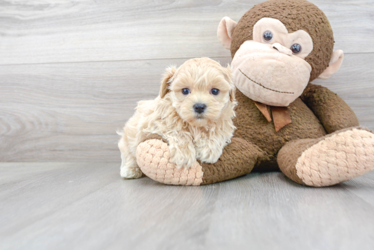 Maltipoo Pup Being Cute