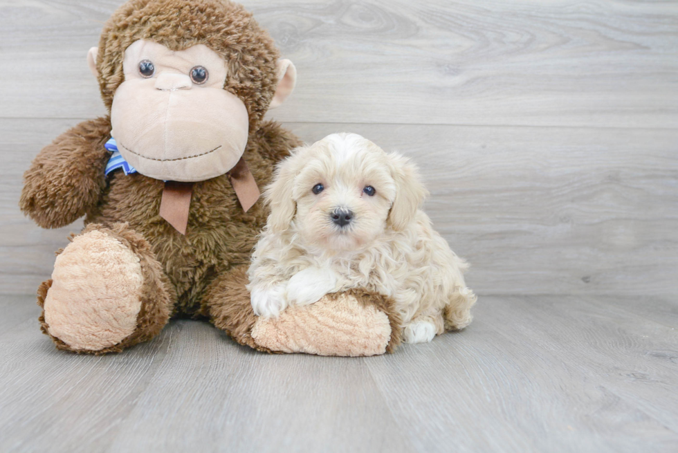 Petite Maltipoo Poodle Mix Pup