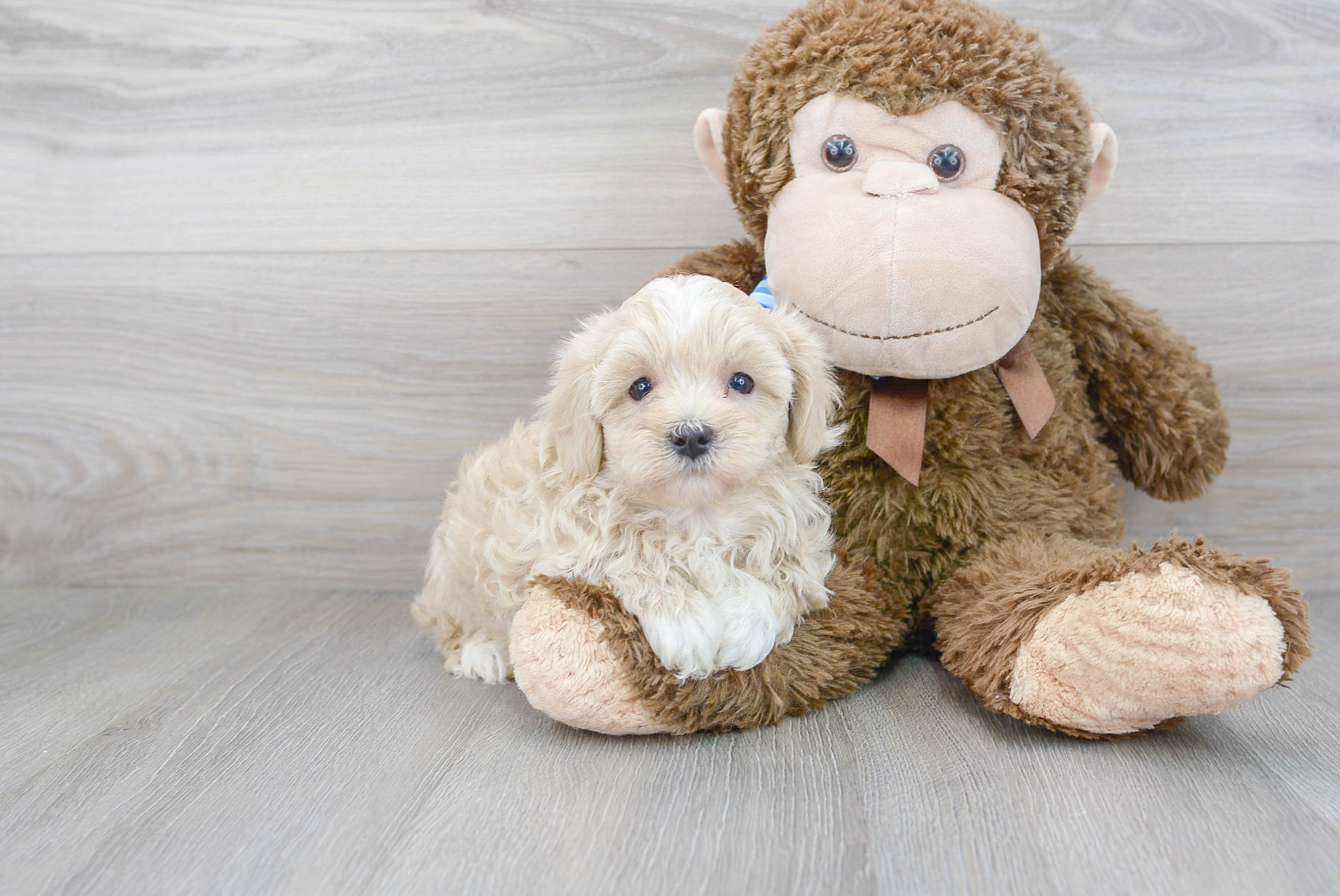 Maltipoo Pup Being Cute