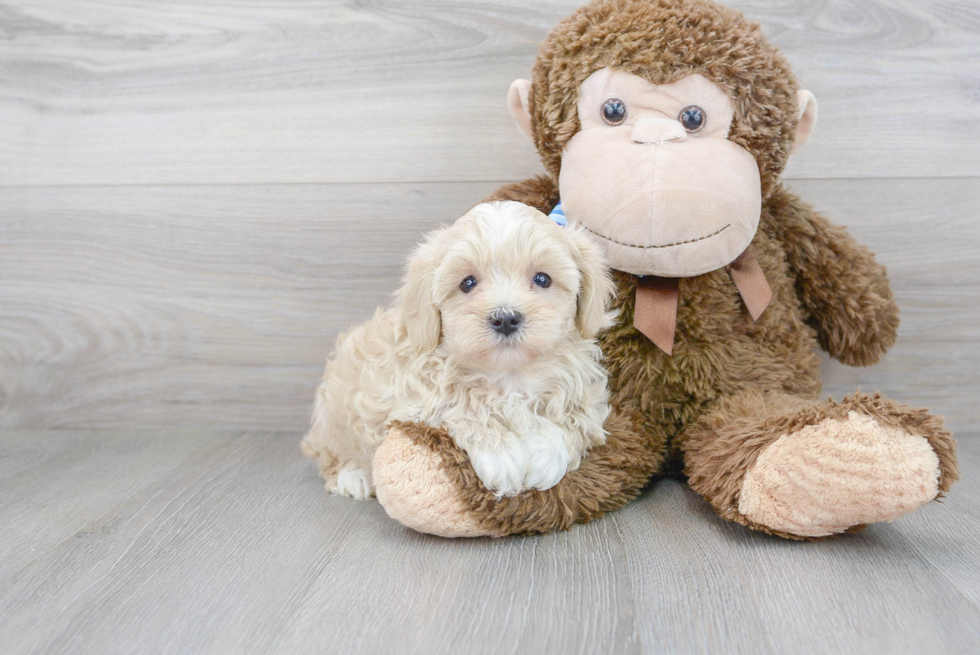 Maltipoo Pup Being Cute