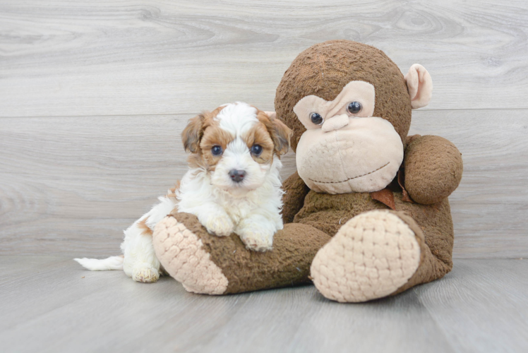 Hypoallergenic Maltese Poodle Poodle Mix Puppy