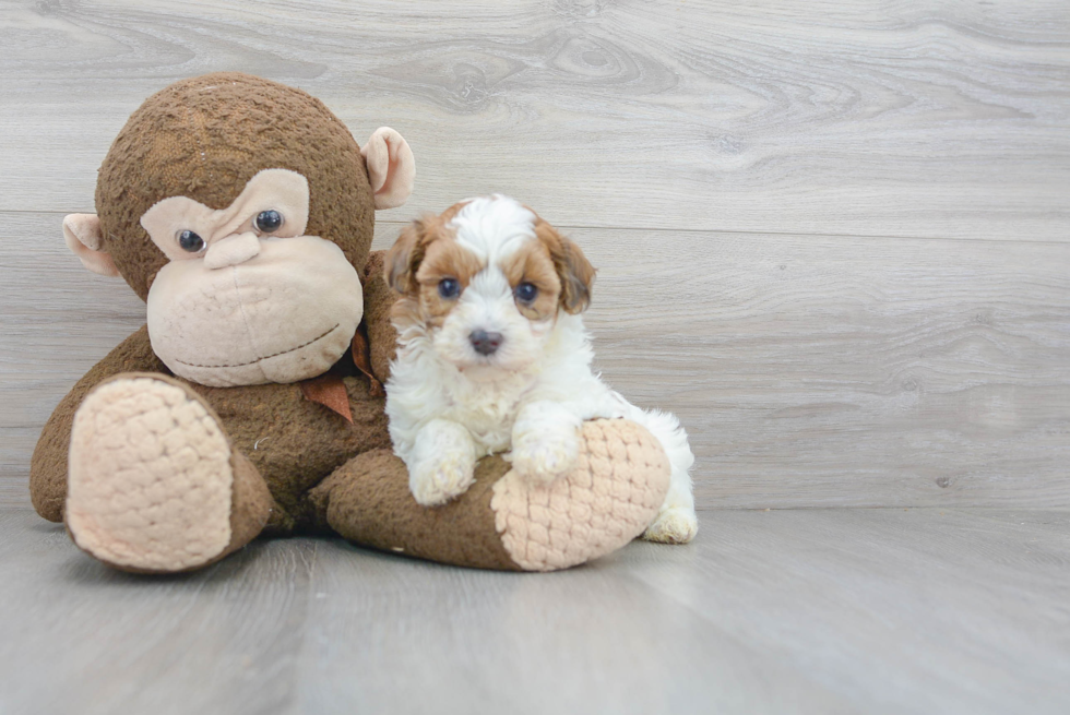 Little Maltepoo Poodle Mix Puppy