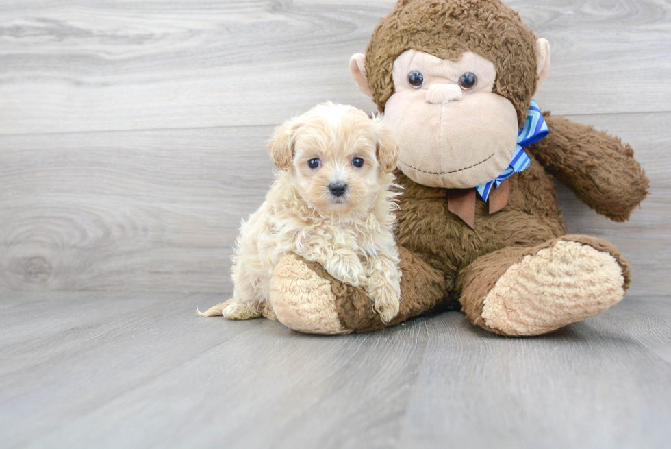 Happy Maltipoo Baby