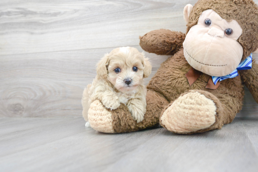 Maltipoo Pup Being Cute