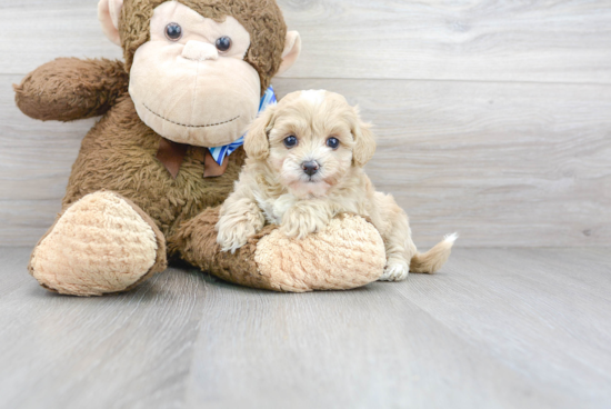 Best Maltipoo Baby