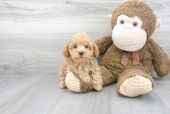 Popular Maltipoo Poodle Mix Pup