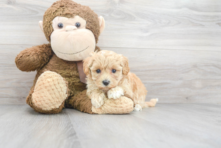 Best Maltipoo Baby