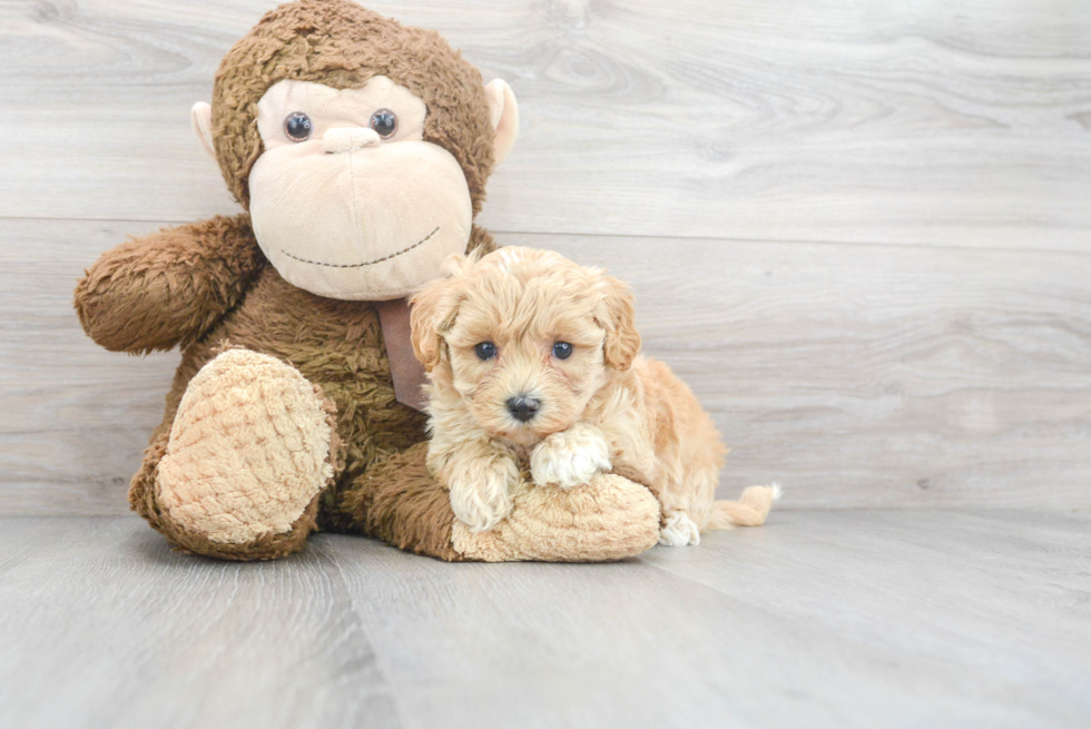 Best Maltipoo Baby