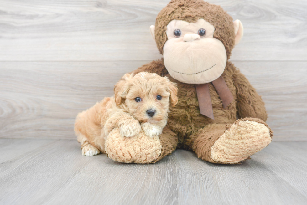 Best Maltipoo Baby