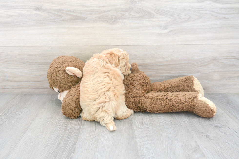 Fluffy Maltipoo Poodle Mix Pup