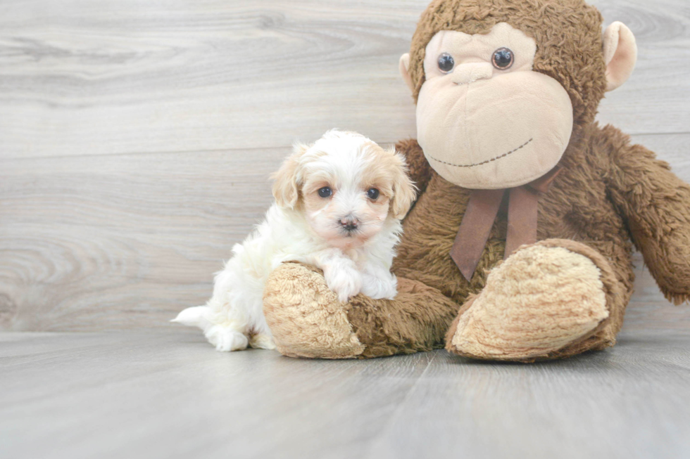 Best Maltipoo Baby